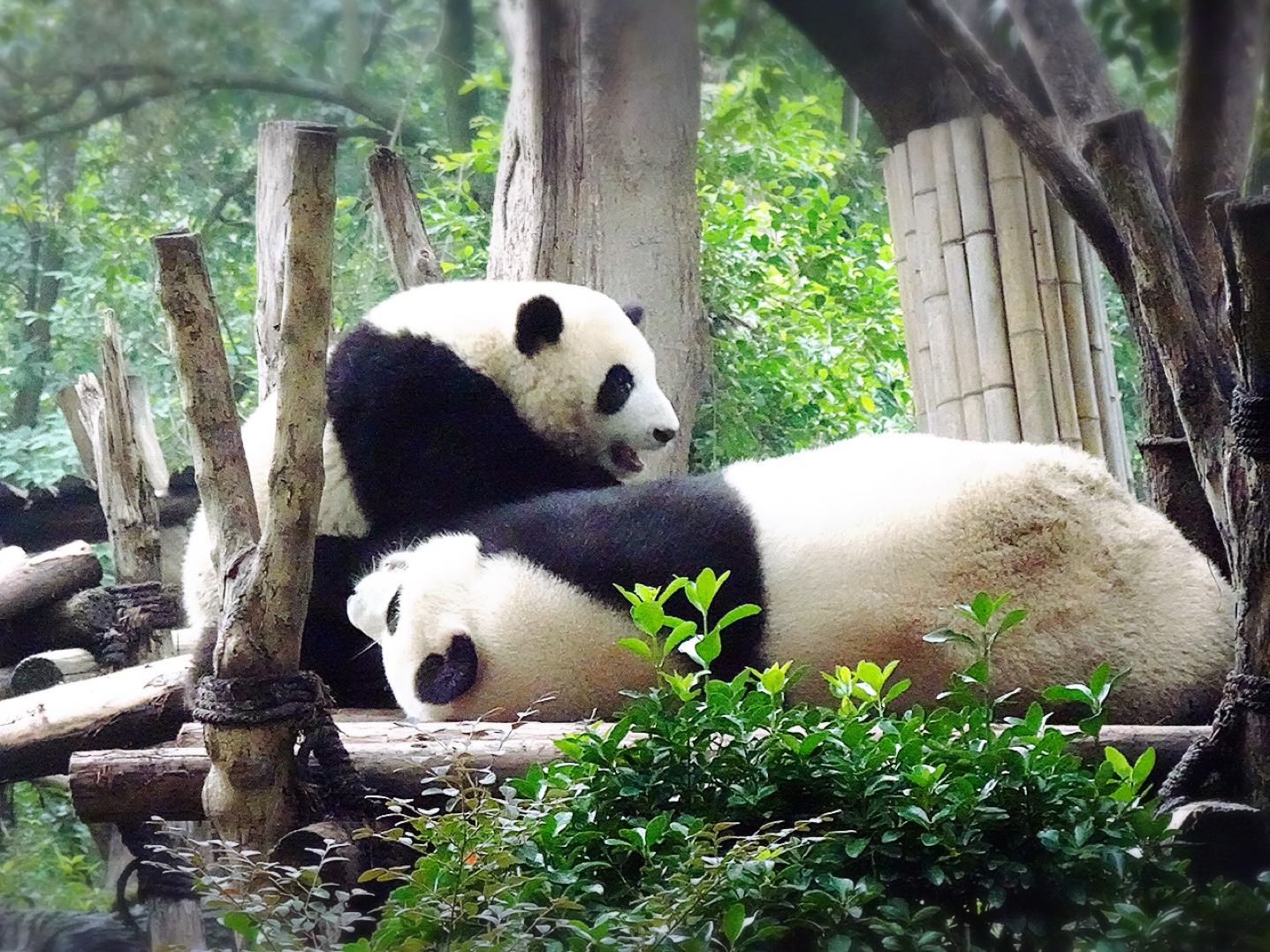 中国 成都 可愛い 癒される 世界一パンダが見られる街 Techpackers