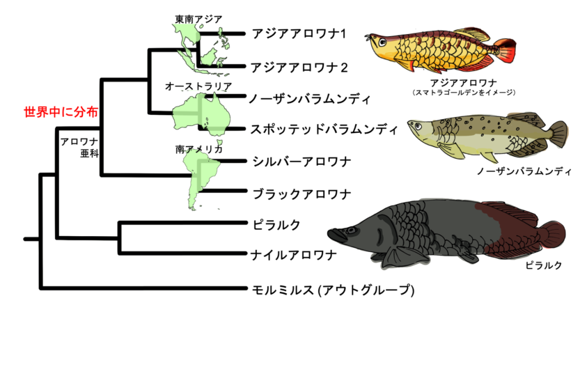 世界最大の淡水魚 カワスイに行ったら絶対みたいピラルクを生物オタクが徹底解説 Techpackers