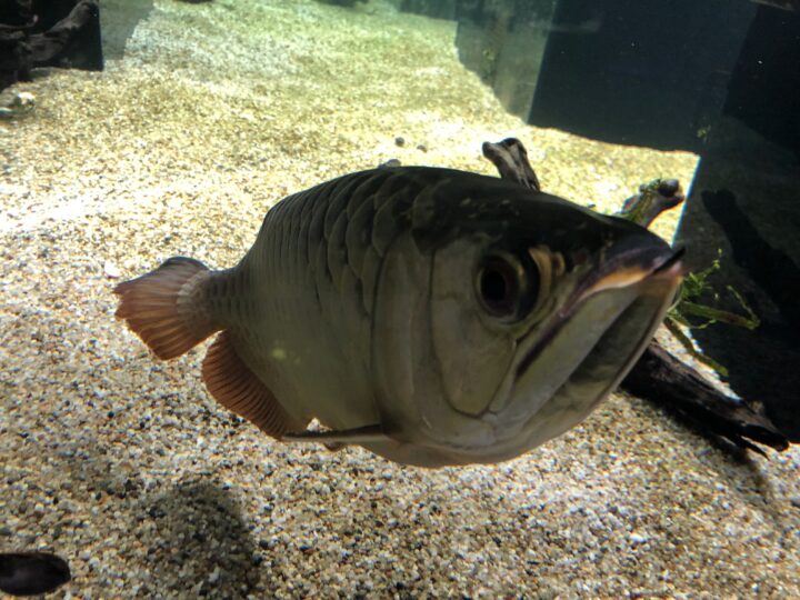 観賞魚の王様 古代魚アロワナを見るならカワスイが絶対おすすめな理由とは Techpackers